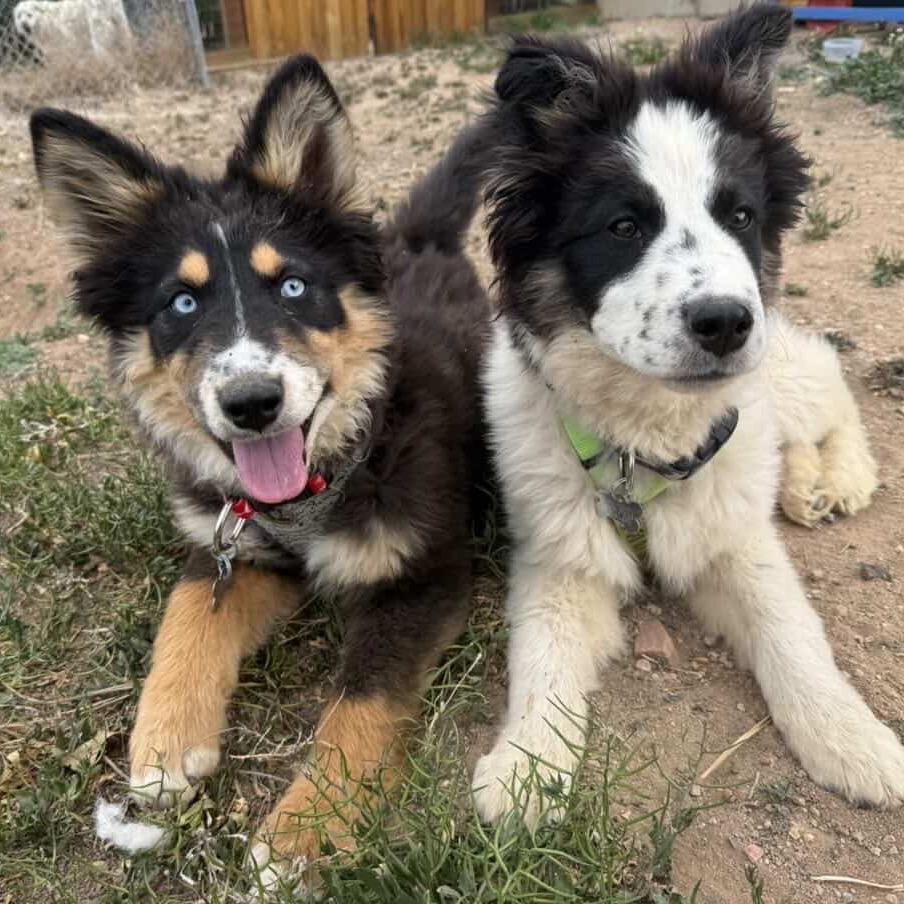 Enlarge Jessie, a Adoptable mixed breed in Fort Collins, CO image 5/6