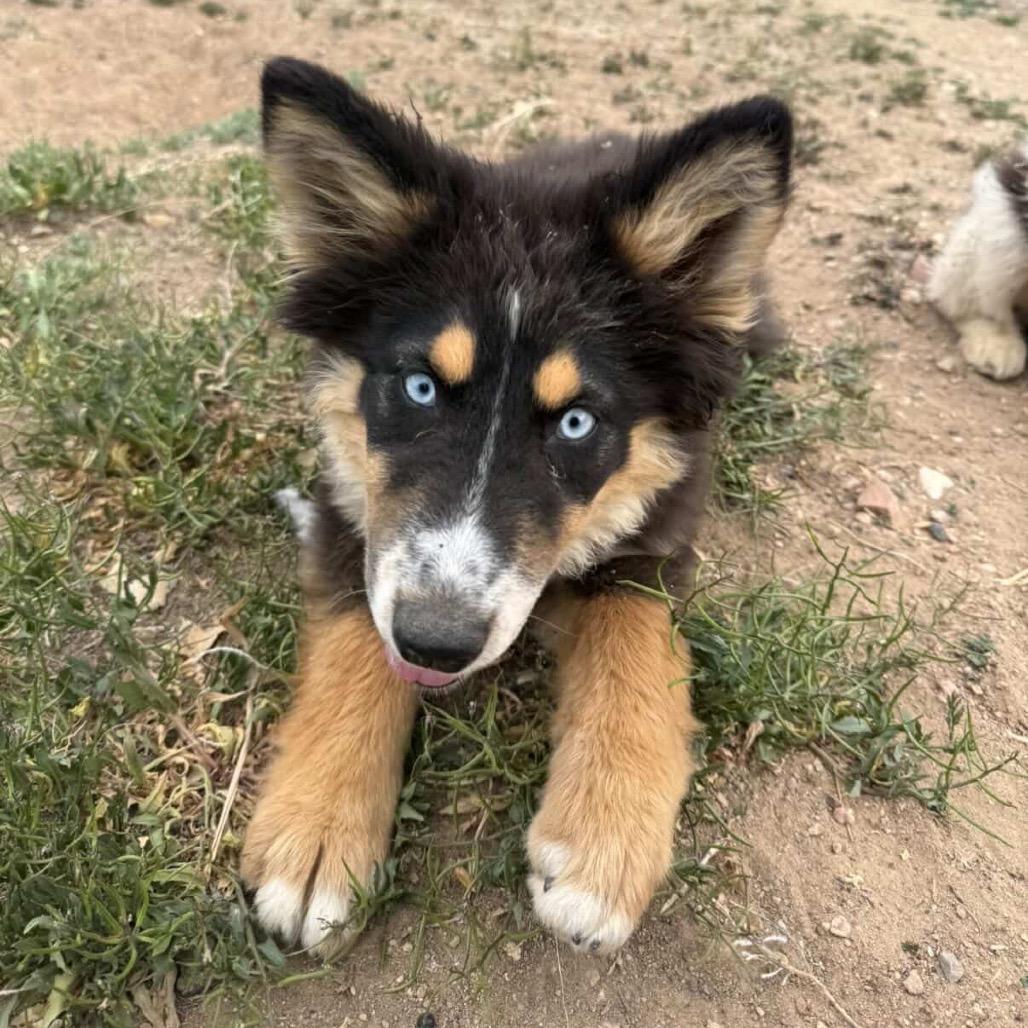 Enlarge Jessie, a Adoptable mixed breed in Fort Collins, CO image 6/6