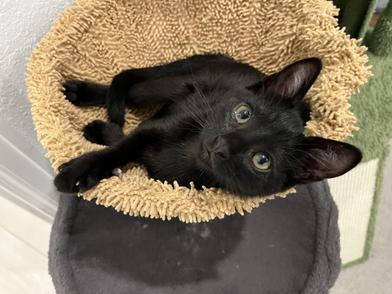 What Breeds of Black Cats are There: Discover Top Mysterious Breeds