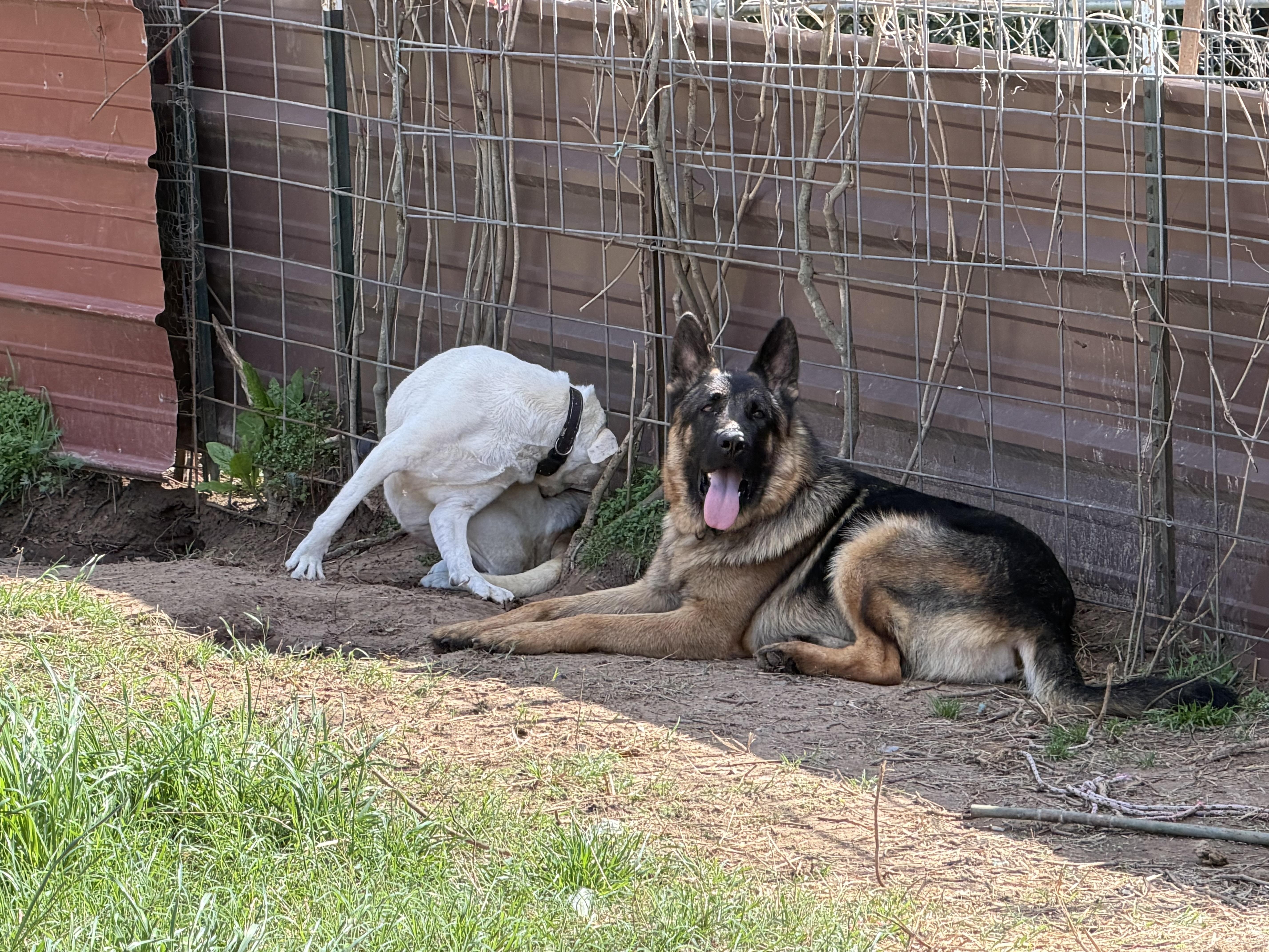 Enlarge Kenji, an adoptable German Shepherd Dog in Rockdale, TX image 4/4