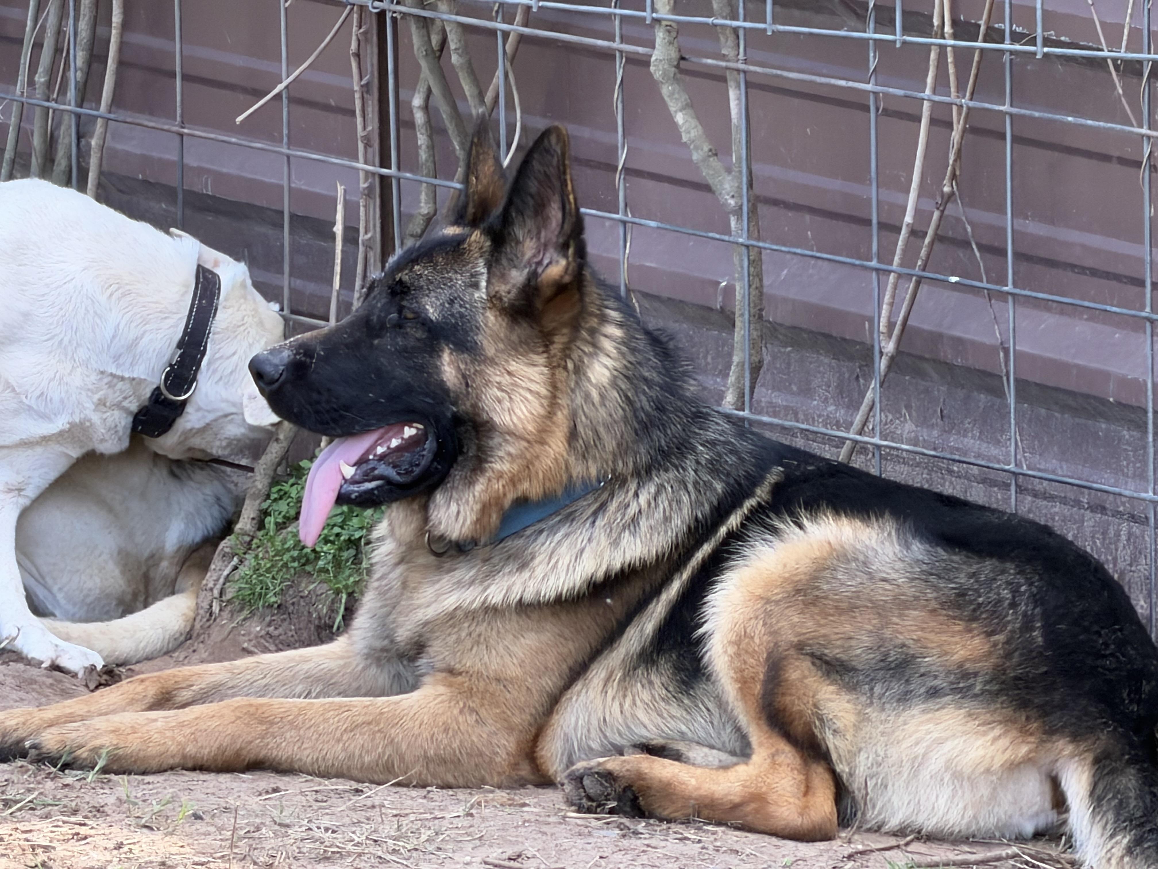 Enlarge Kenji, an adoptable German Shepherd Dog in Rockdale, TX image 2/4