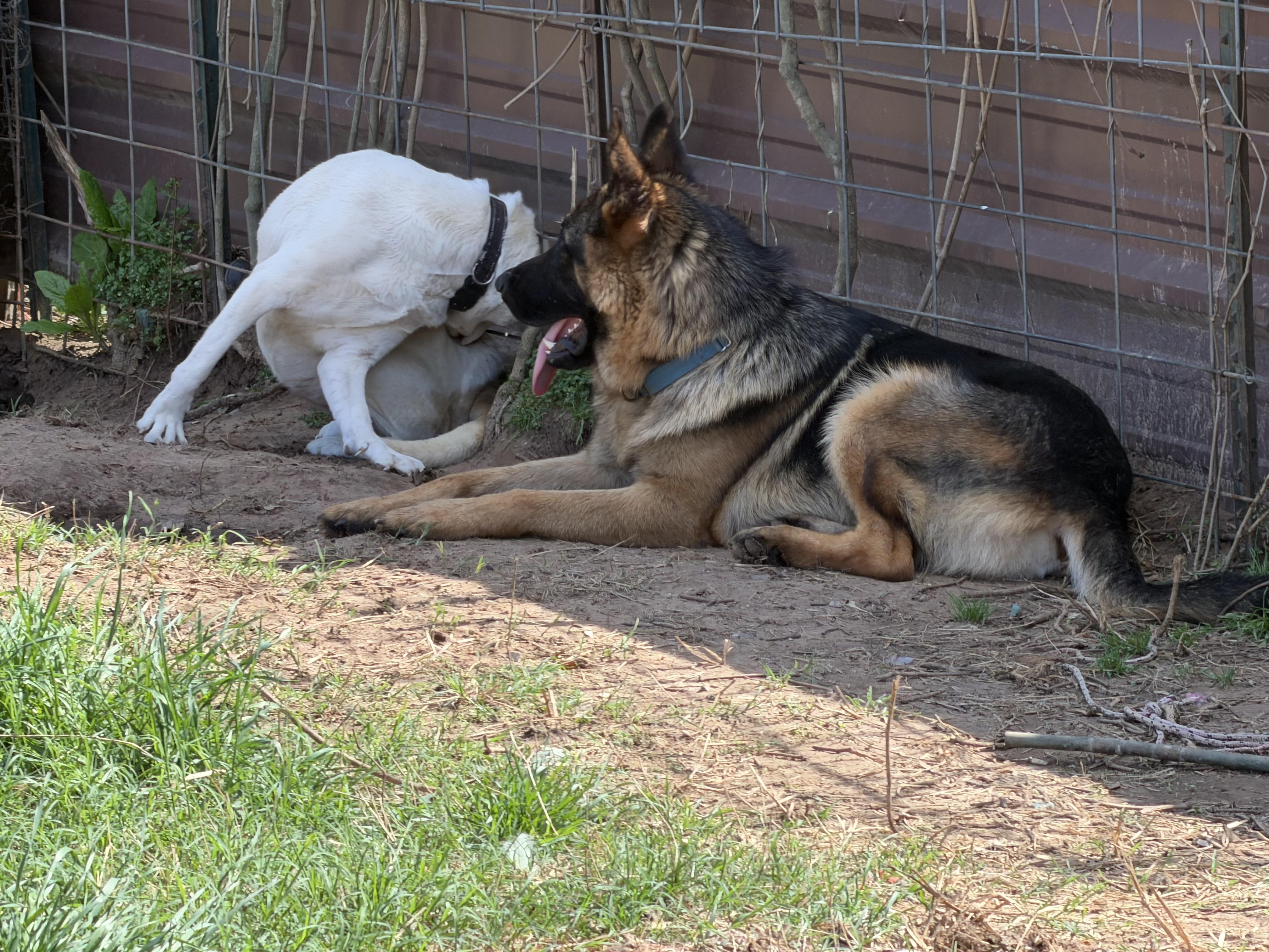 Enlarge Kenji, an adoptable German Shepherd Dog in Rockdale, TX image 3/4