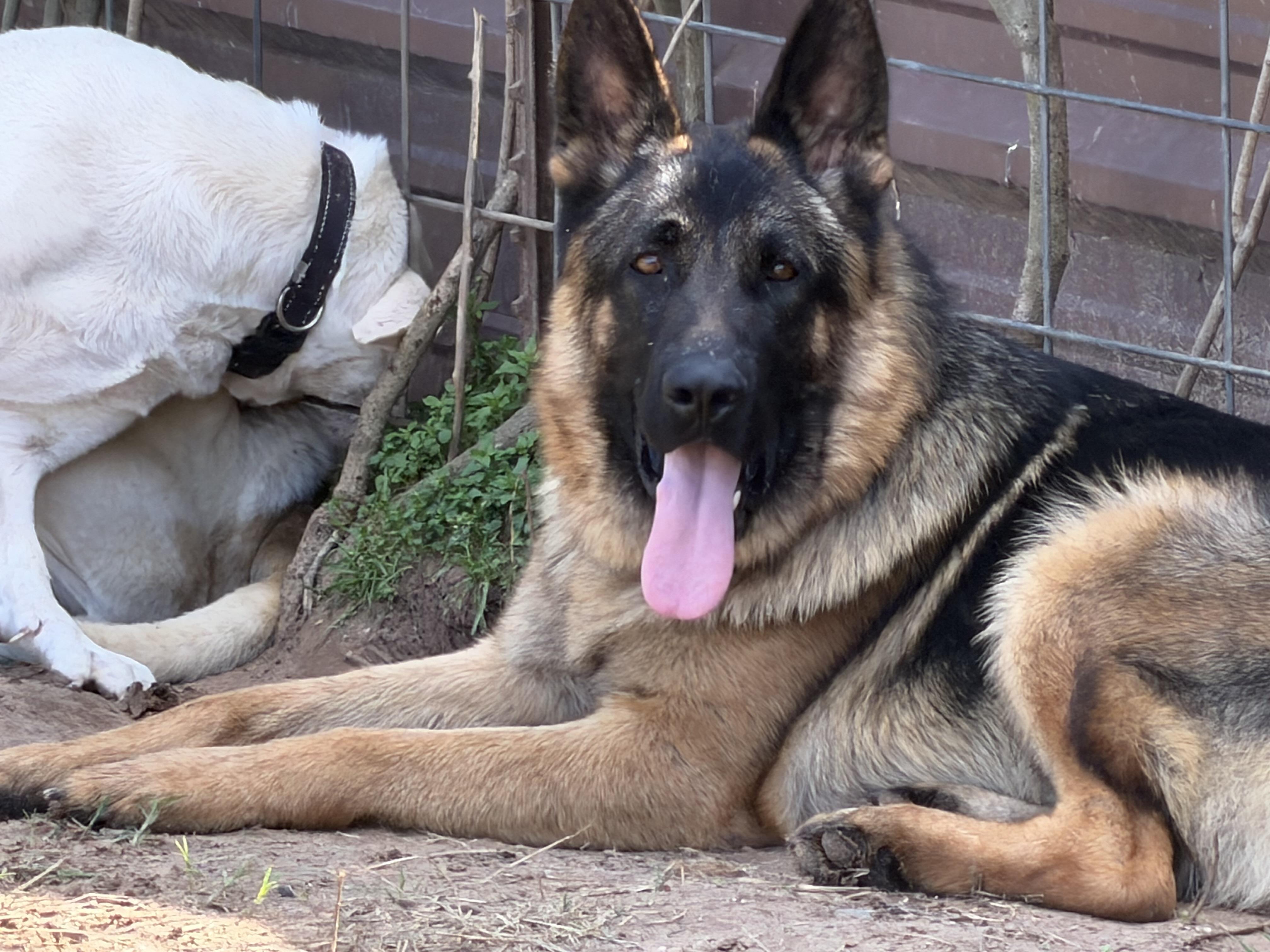 Enlarge Kenji, an adoptable German Shepherd Dog in Rockdale, TX image 1/4