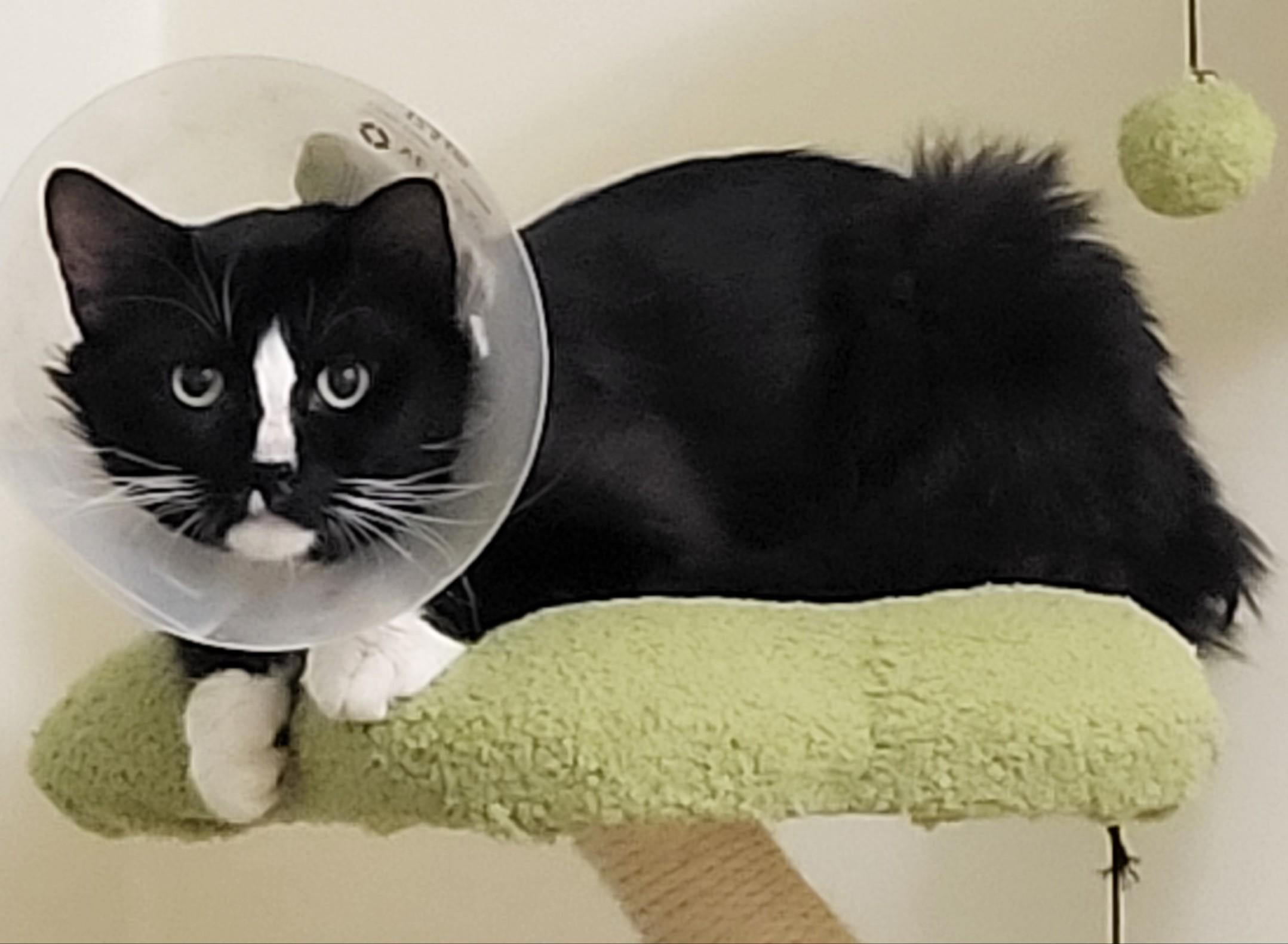 Enlarge Smokey Joe, a Adoptable Domestic Medium Hair in Homewood, IL image 2/3