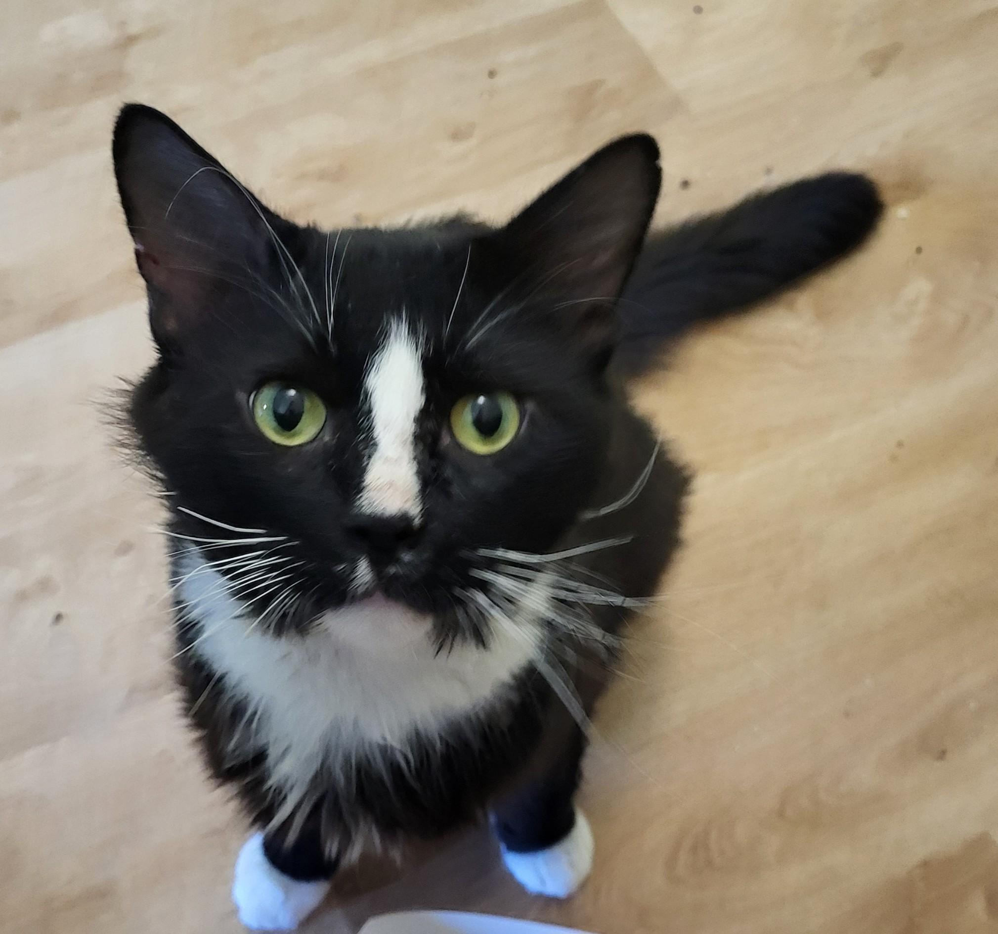 Enlarge Smokey Joe, a Adoptable Domestic Medium Hair in Homewood, IL image 1/3