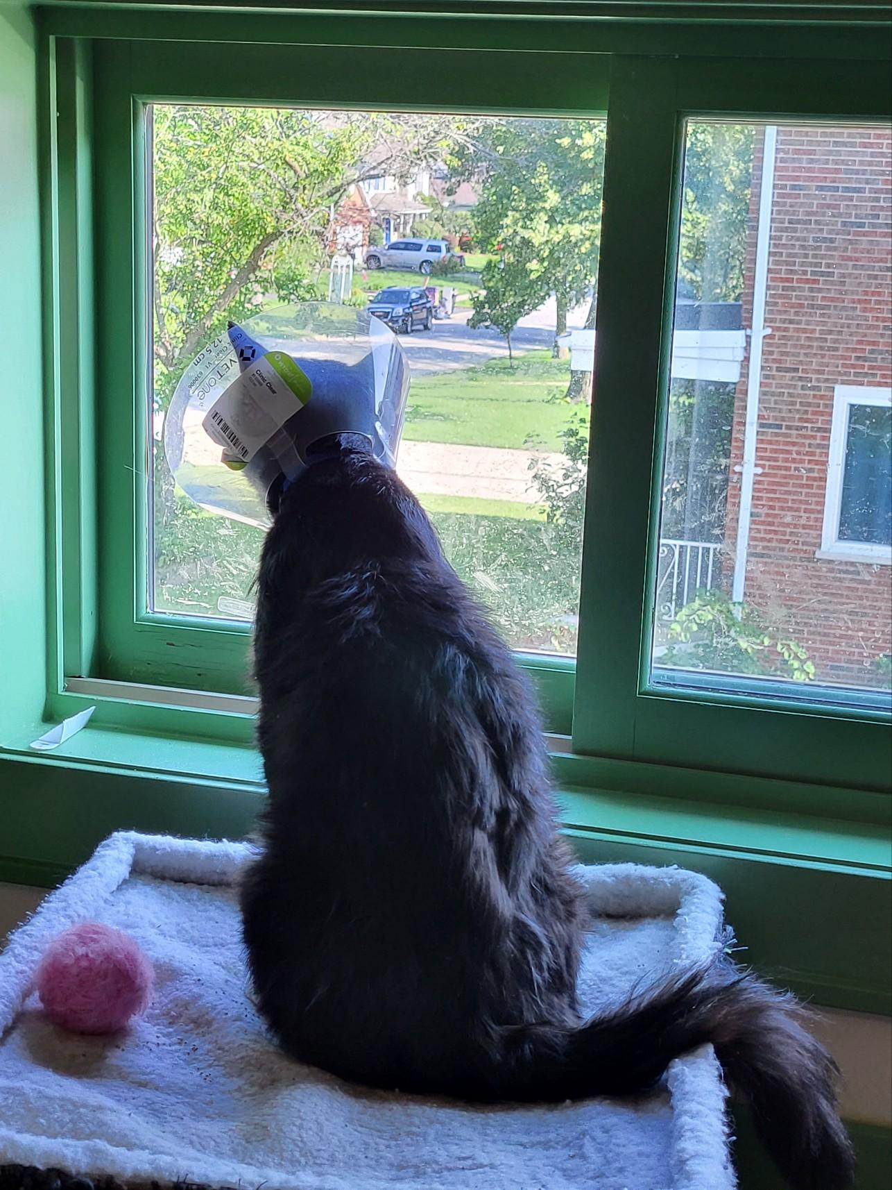 Enlarge Smokey Joe, a Adoptable Domestic Medium Hair in Homewood, IL image 3/3