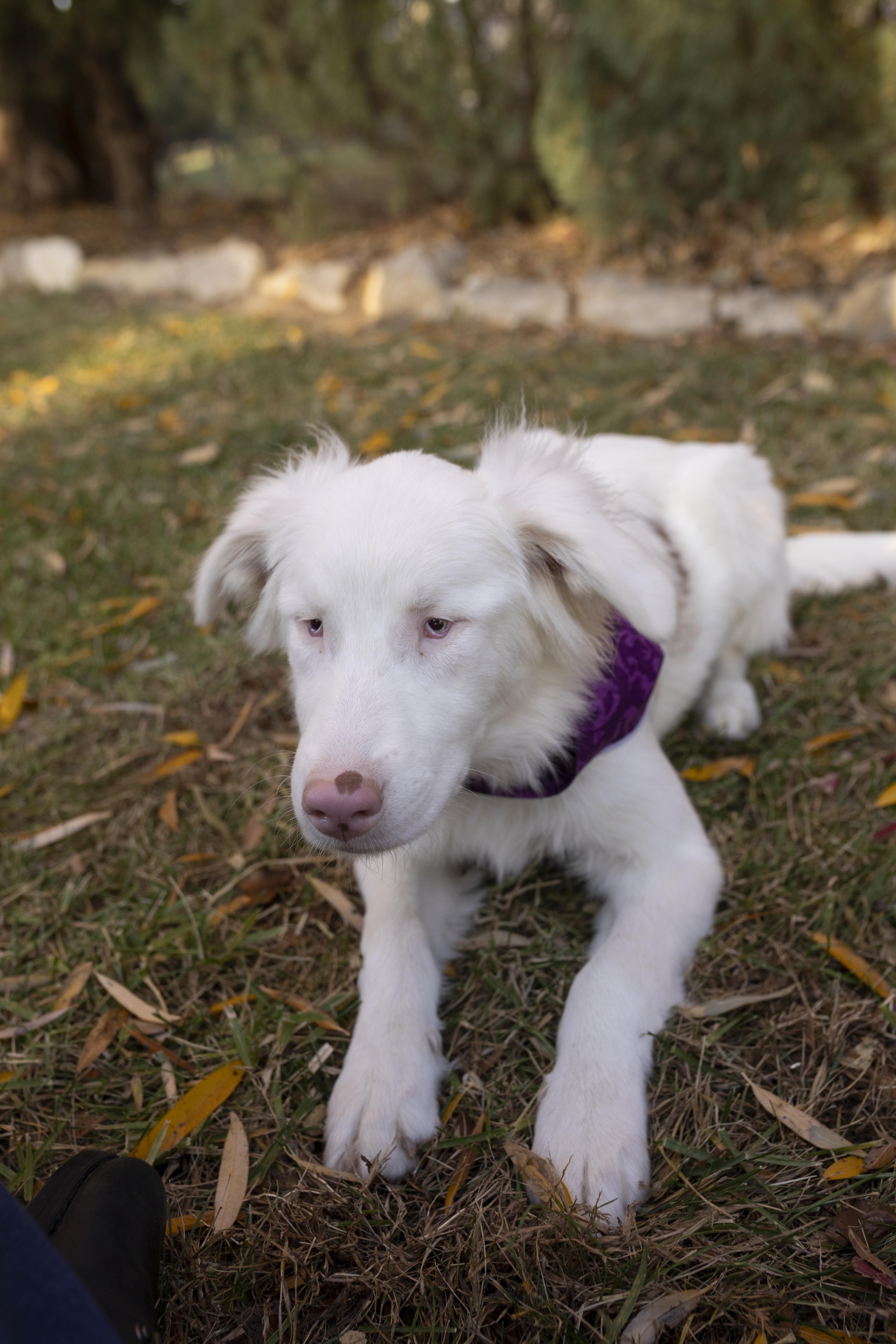 Enlarge Churri , a ADOPTABLE Australian Shepherd in Louisburg, KS image 4/4