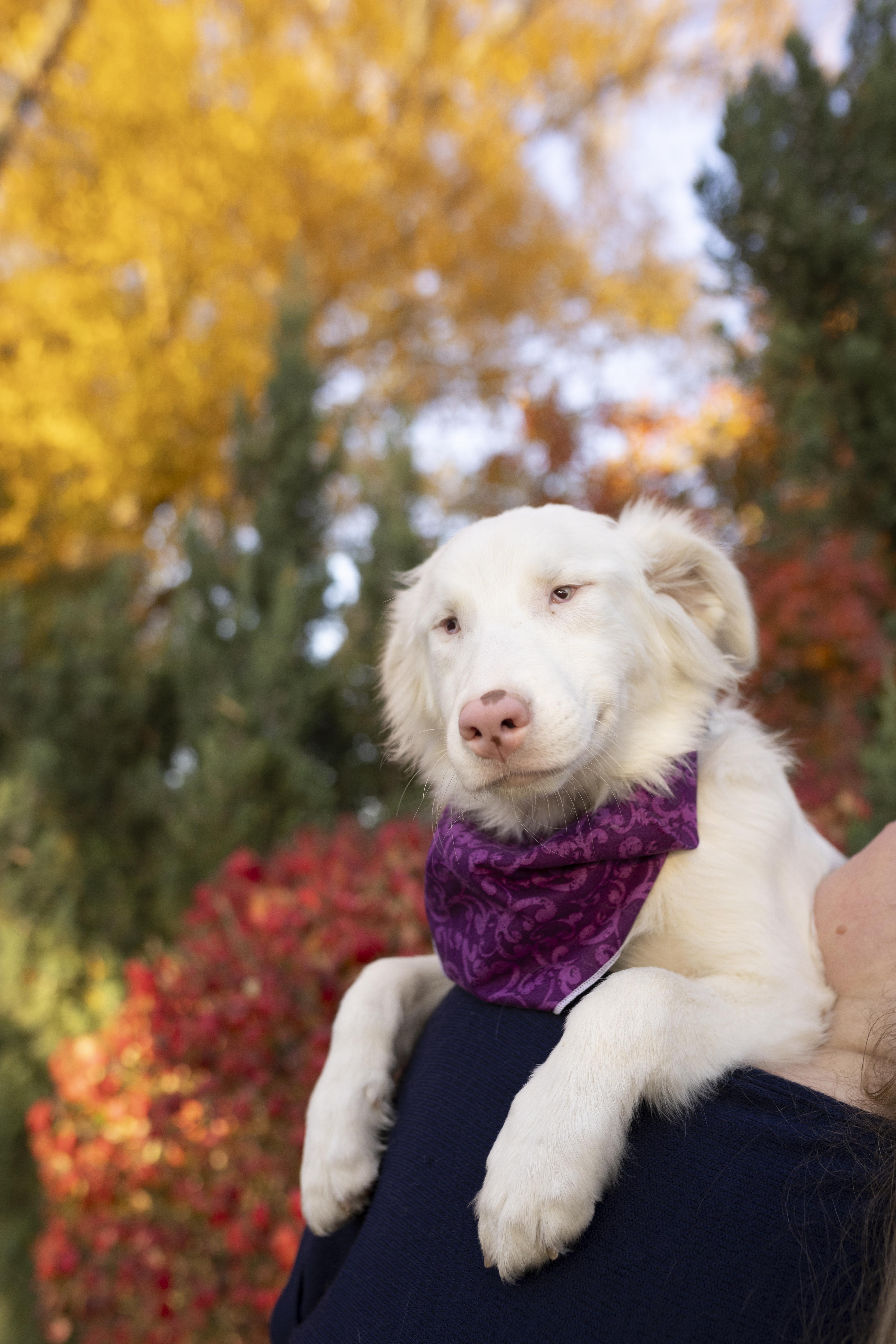 Enlarge Churri , a ADOPTABLE Australian Shepherd in Louisburg, KS image 1/4