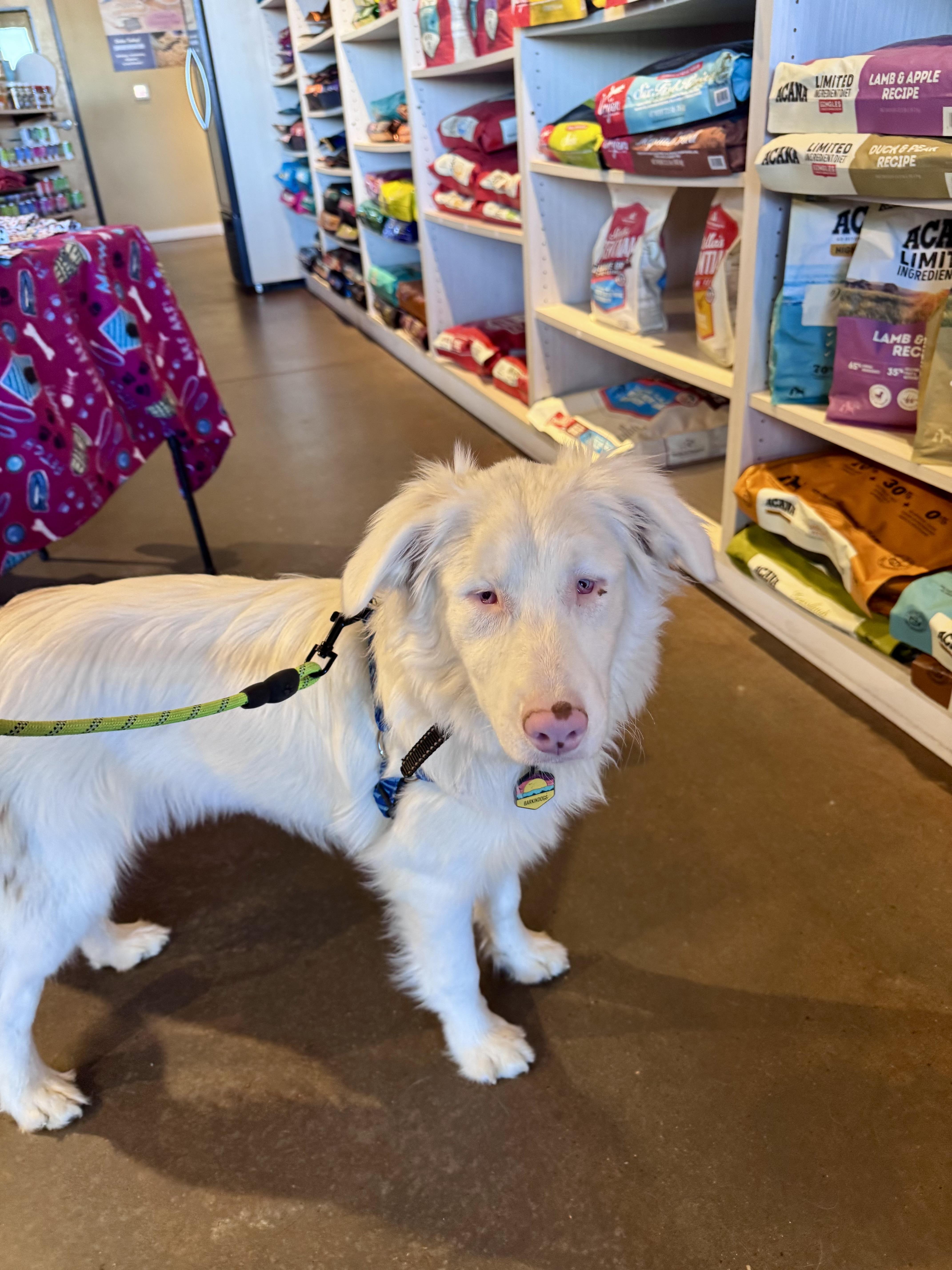 Enlarge Churri , a ADOPTABLE Australian Shepherd in Louisburg, KS image 3/4