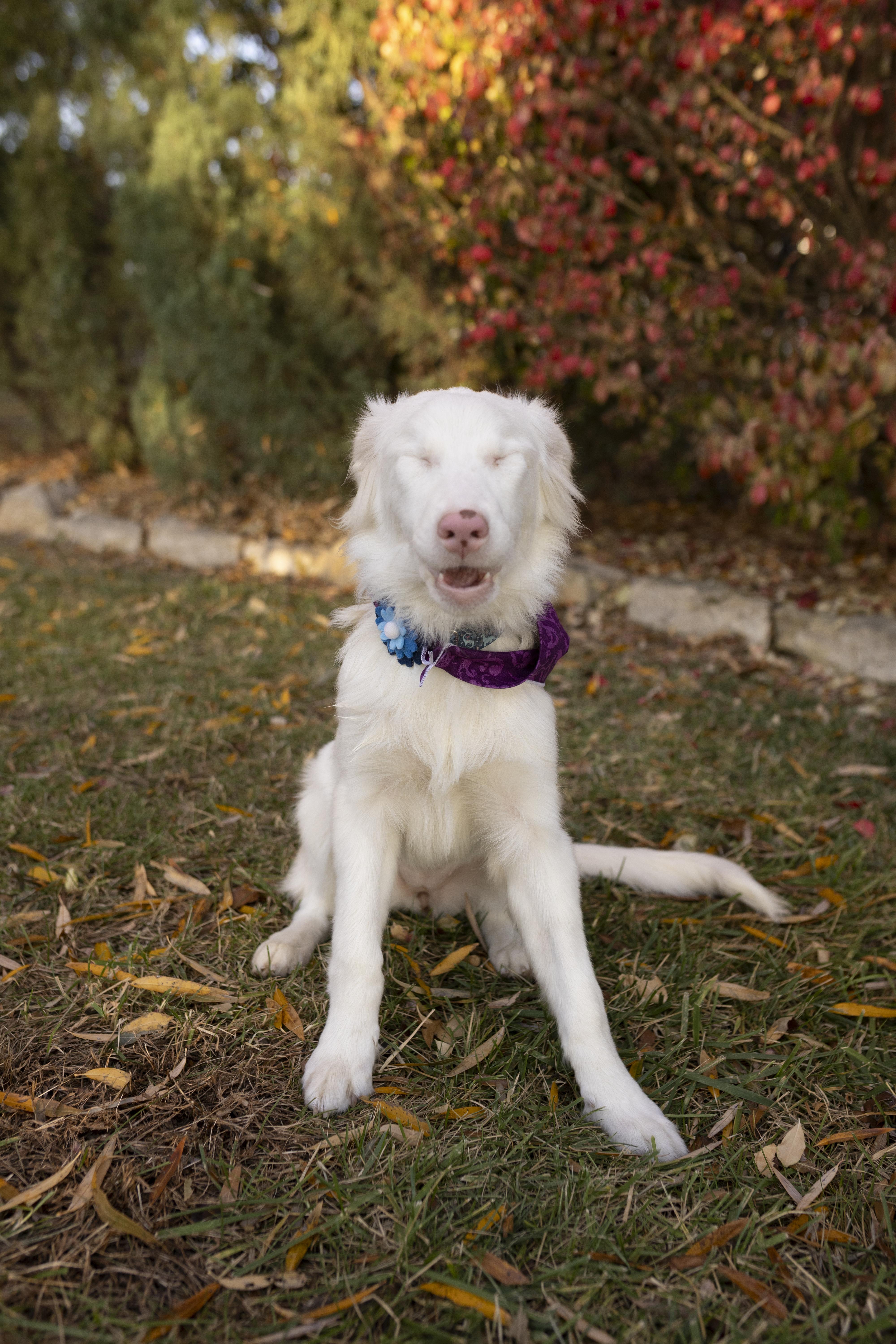 Enlarge Churri , a ADOPTABLE Australian Shepherd in Louisburg, KS image 2/4