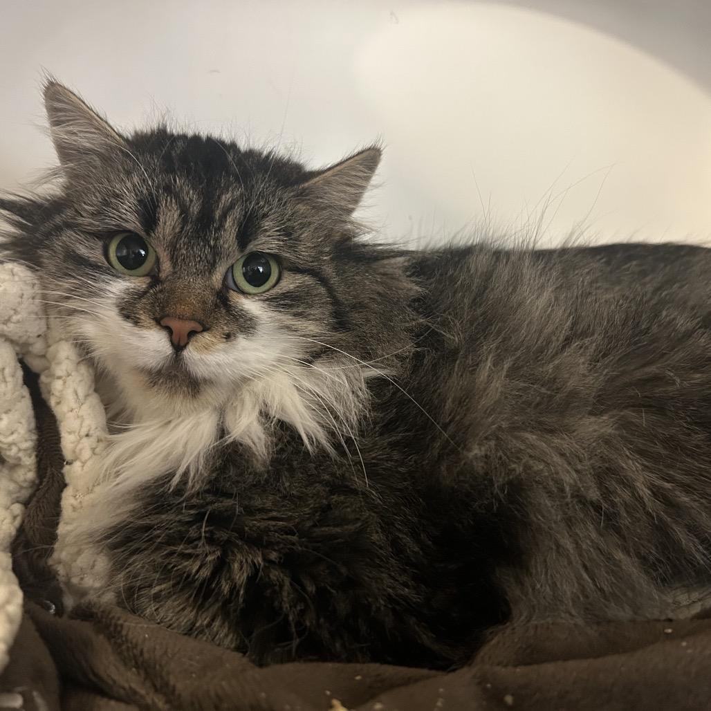 Enlarge Daffodil, a Adoptable Domestic Long Hair in Park City, UT image 1/1