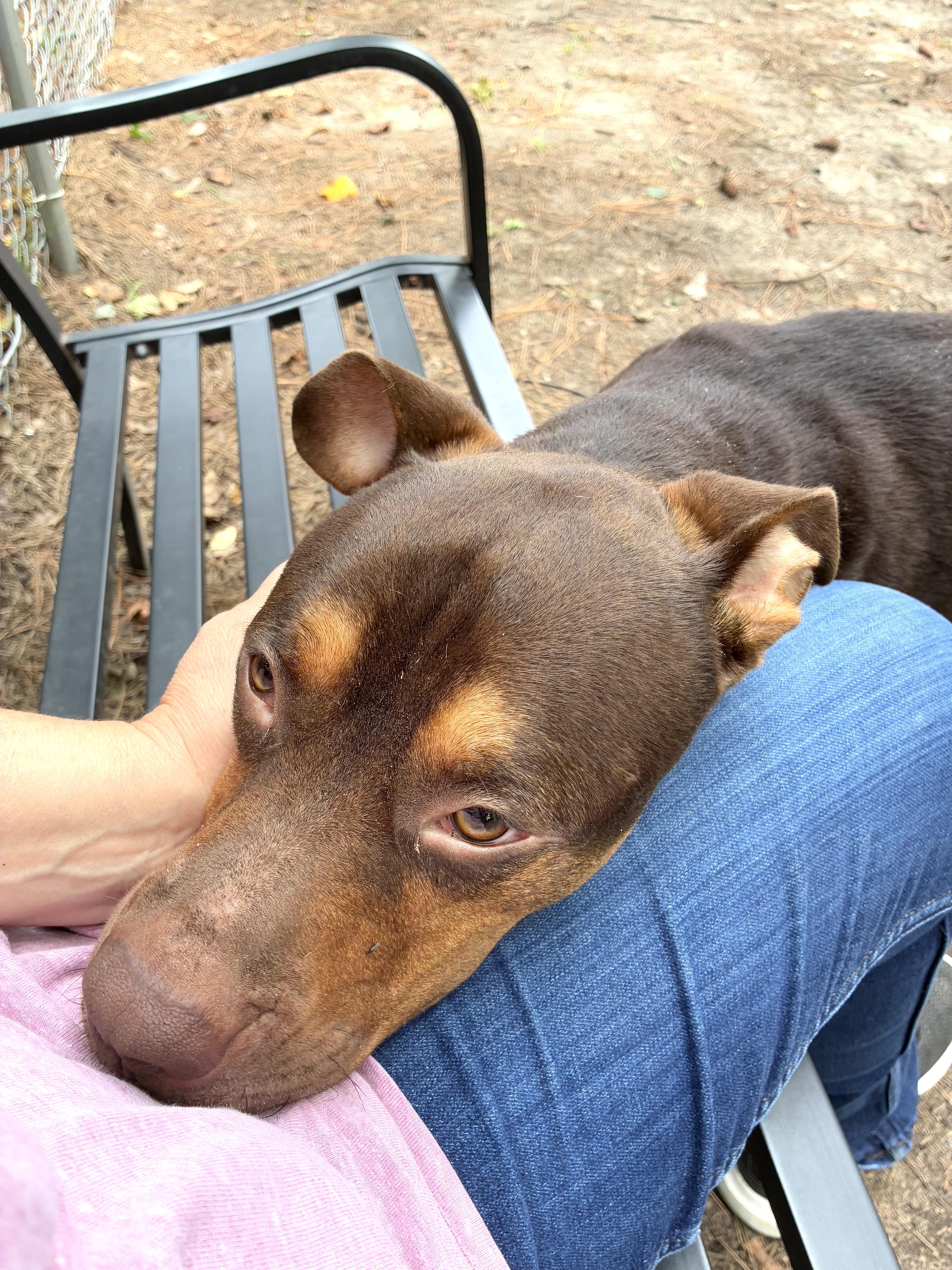 Enlarge Braden, a ADOPTABLE mixed breed in Heathsville, VA image 5/6