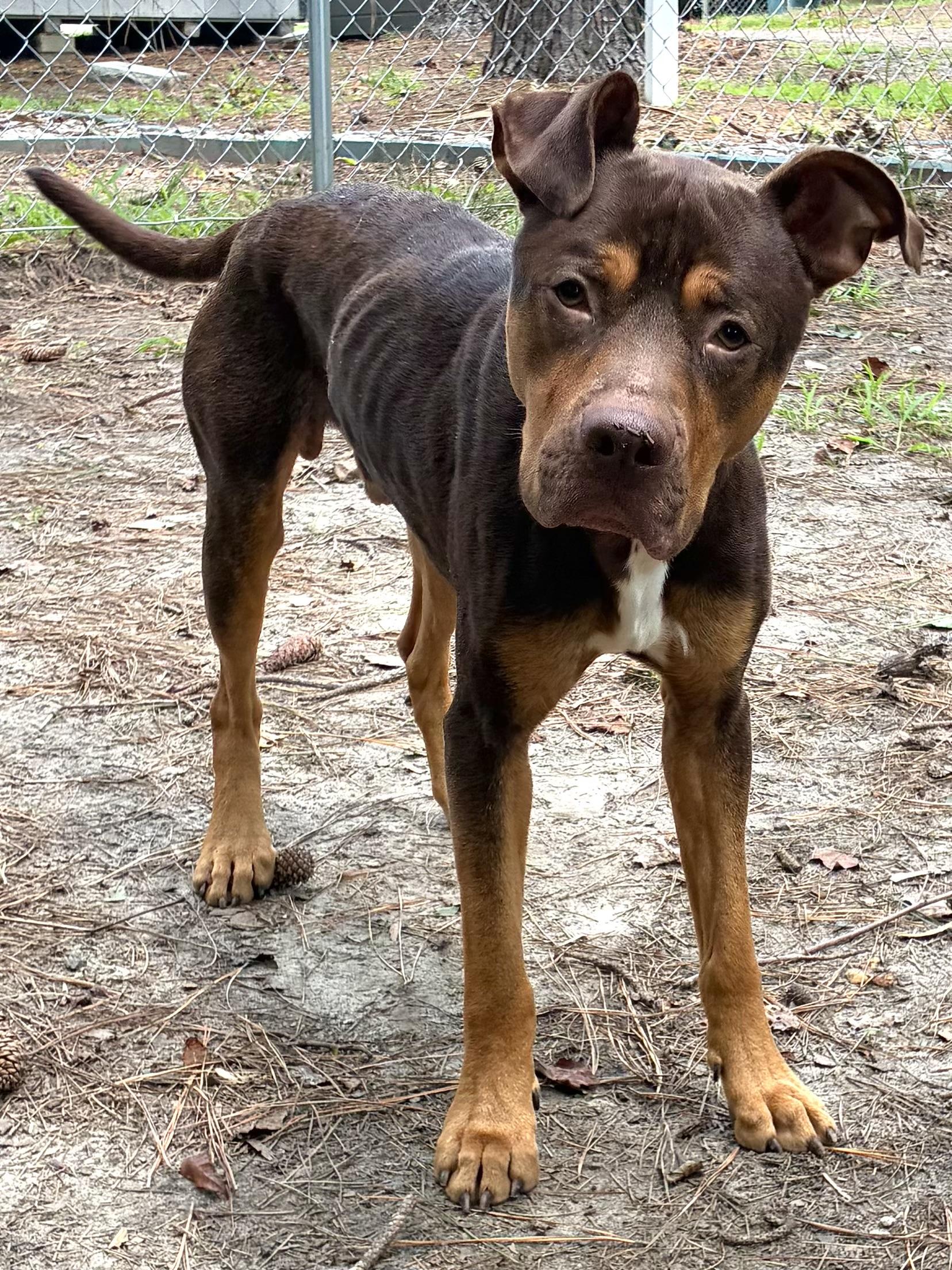 Enlarge Braden, a ADOPTABLE mixed breed in Heathsville, VA image 6/6
