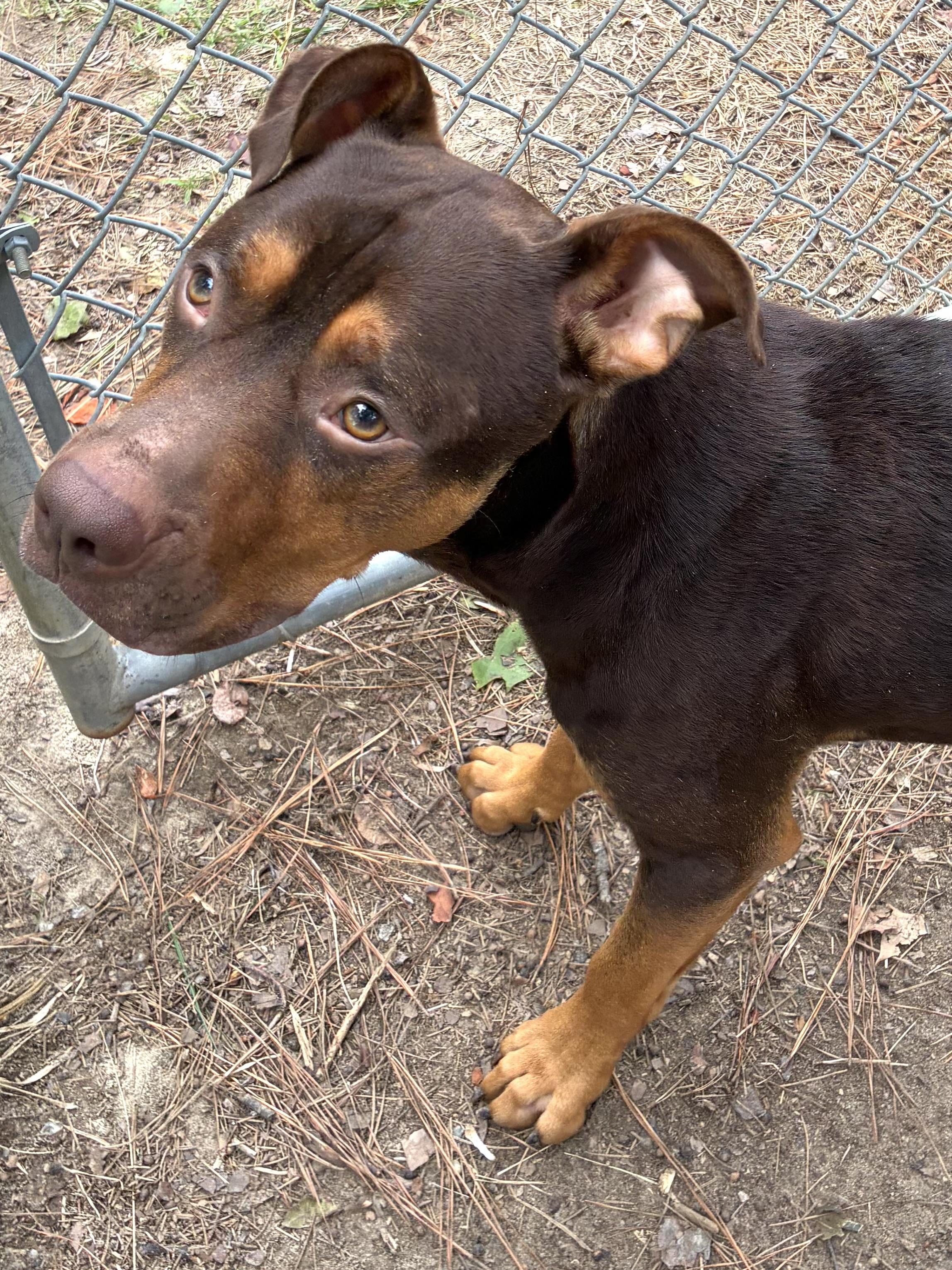 Enlarge Braden, a ADOPTABLE mixed breed in Heathsville, VA image 1/6