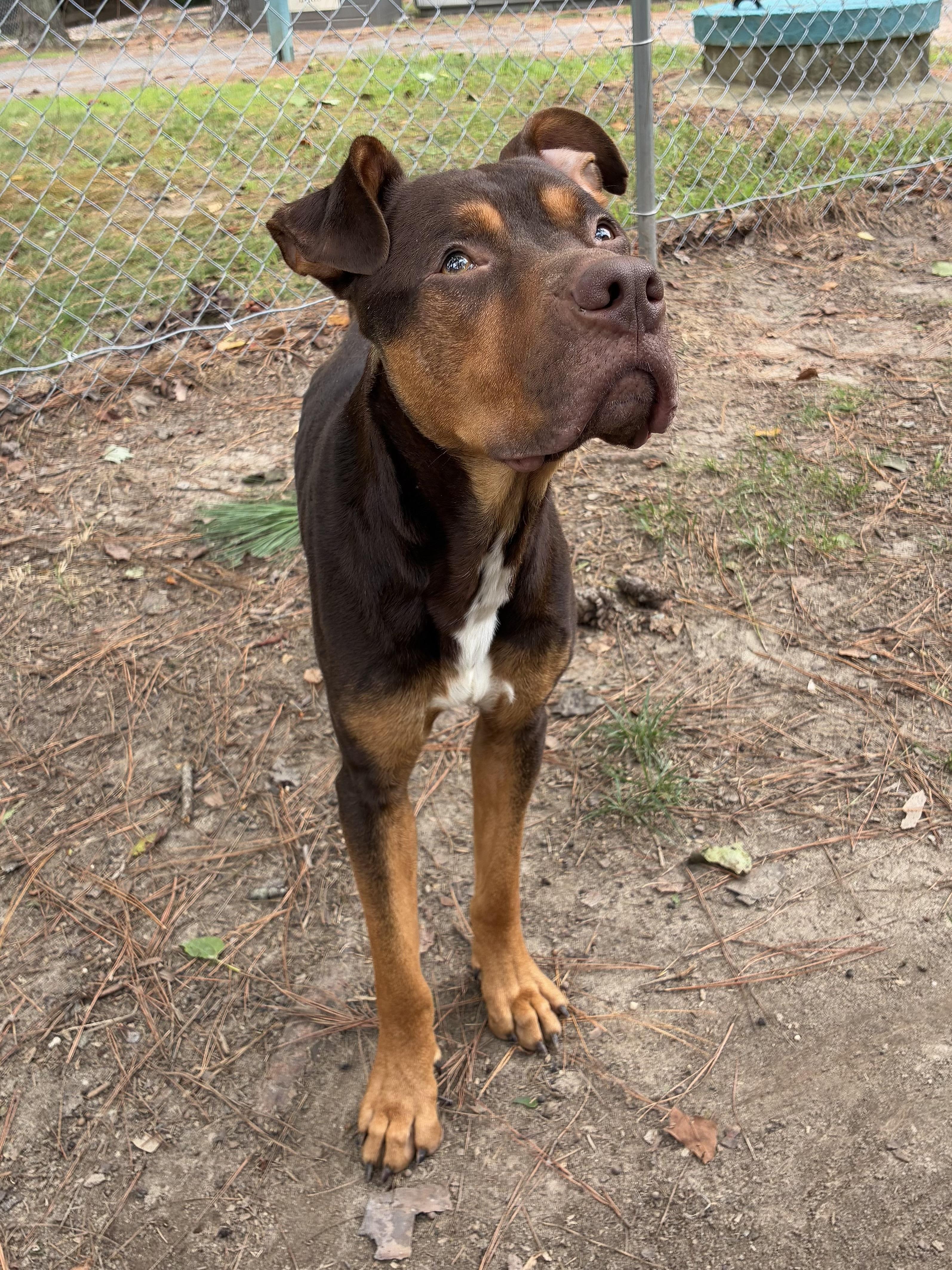 Enlarge Braden, a ADOPTABLE mixed breed in Heathsville, VA image 3/6