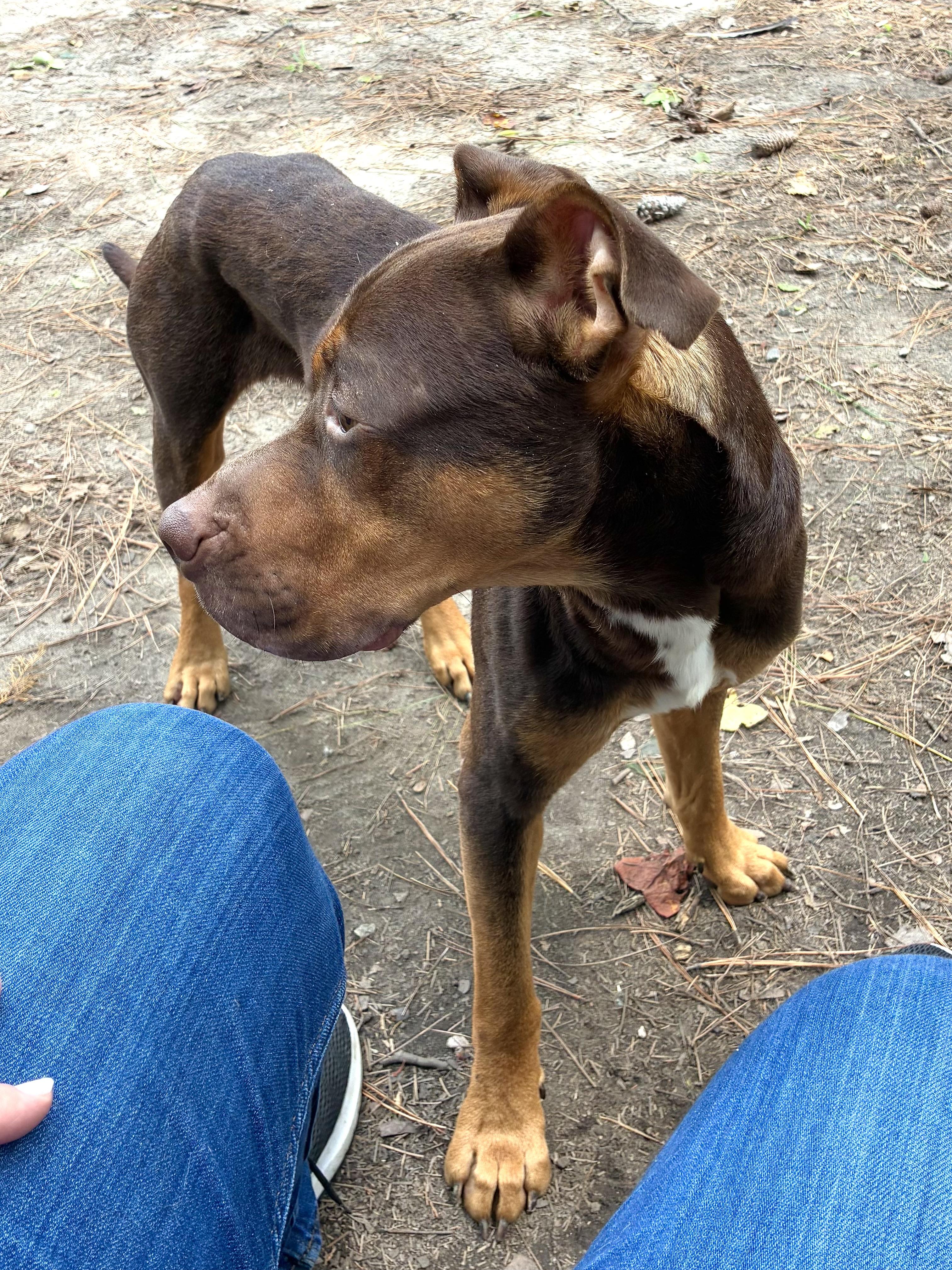Enlarge Braden, a ADOPTABLE mixed breed in Heathsville, VA image 4/6