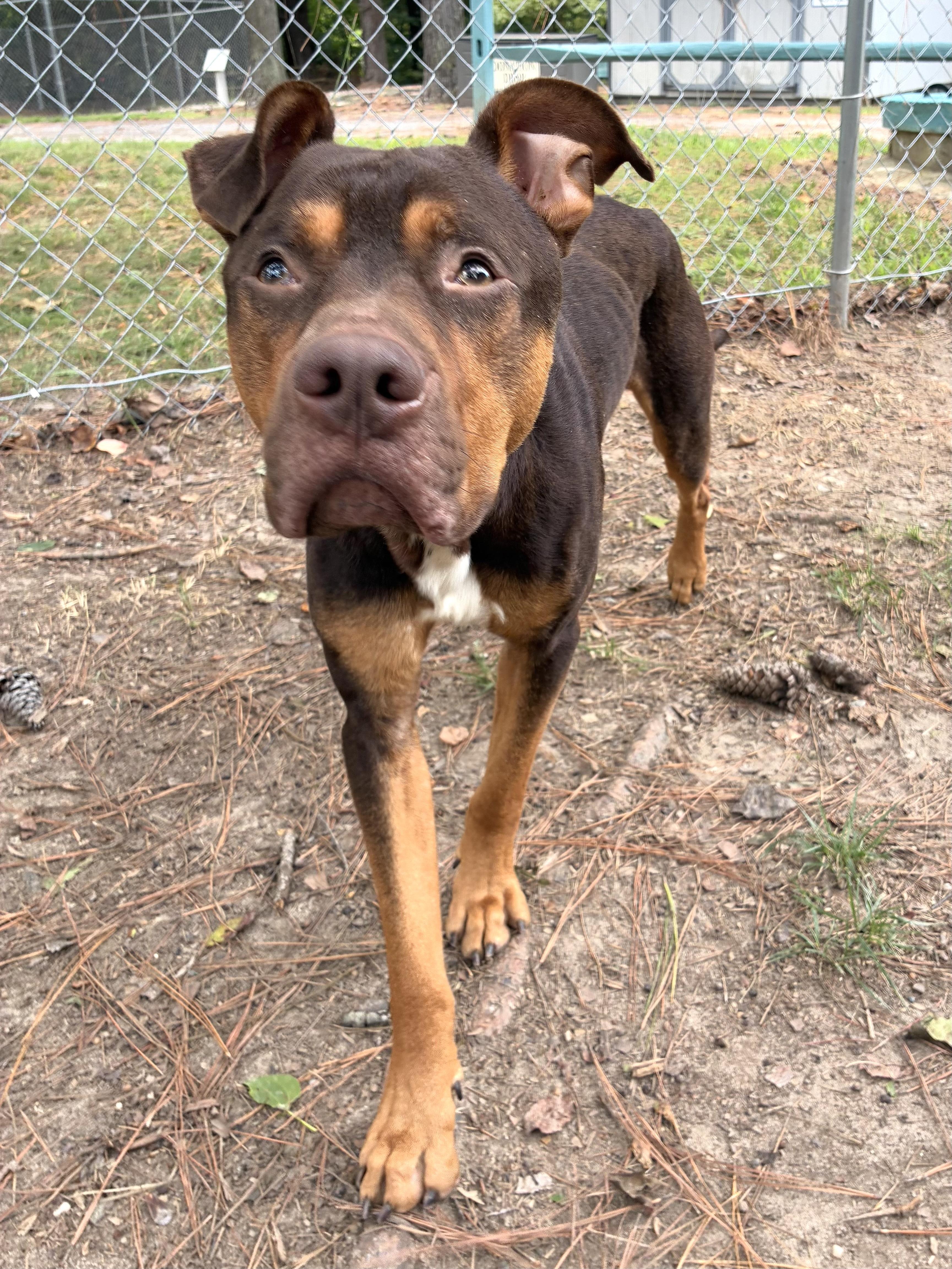 Enlarge Braden, a ADOPTABLE mixed breed in Heathsville, VA image 2/6