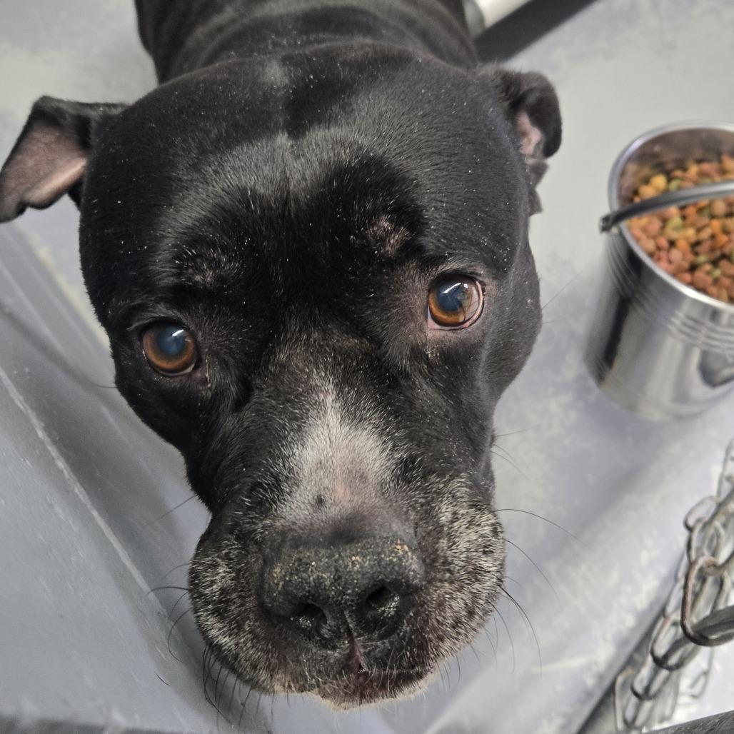 Loki 471, Adoptable, Senior Male Pit Bull Terrier.