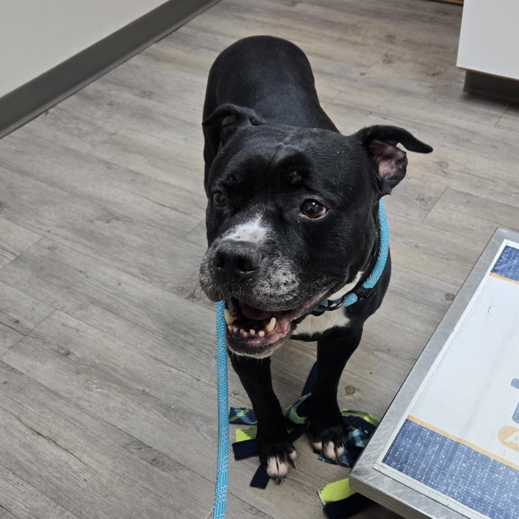 Enlarge Loki 471, a Adoptable Pit Bull Terrier in Tawas City, MI image 2/2