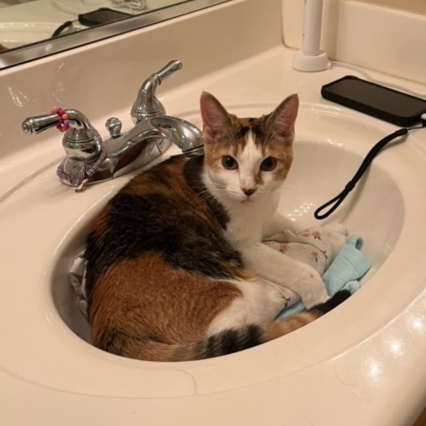 Sadie (Bonded to Sassy), a Adoptable Domestic Short Hair in Queen Creek, AZ image 1/2