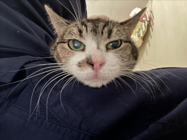 LING LING, Adoptable, Senior Female Domestic Short Hair.