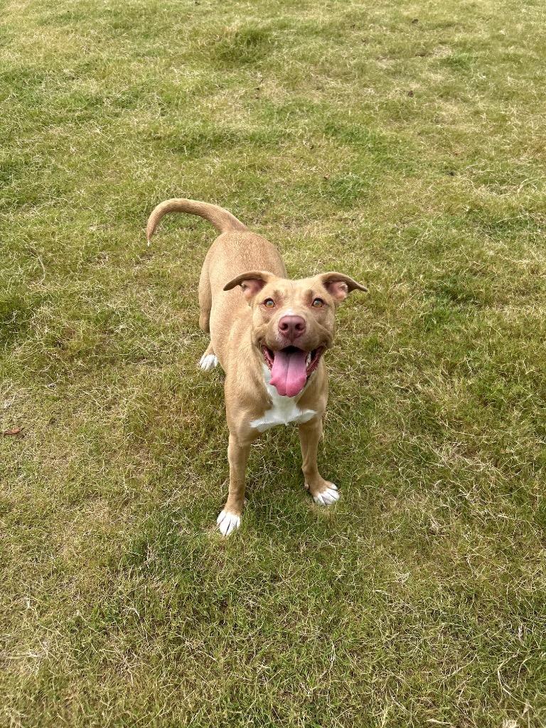 Faith, Adoptable, Young Female Labrador Retriever.