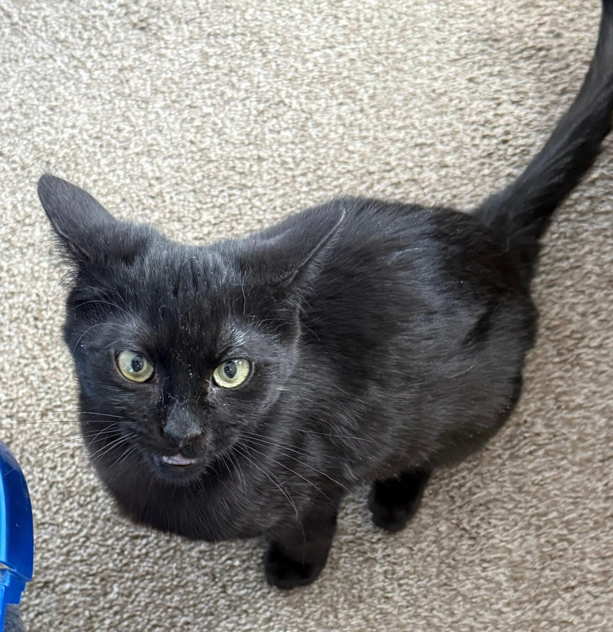 Dakota, an adopted Domestic Short Hair in Hamburg, NY image 1/2