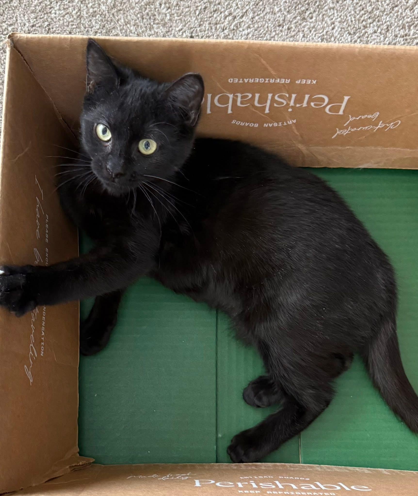 Dakota, an adopted Domestic Short Hair in Hamburg, NY image 2/2