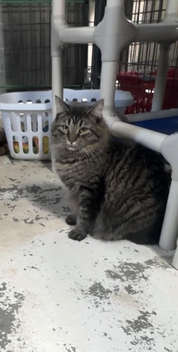 Menudo, ADOPTABLE, Adult Female Domestic Medium Hair.