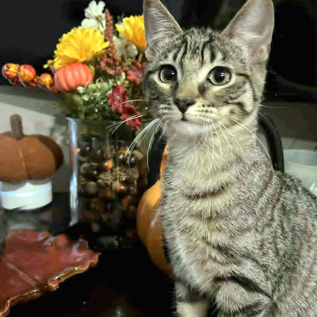 Dyson, a Adoptable Domestic Short Hair in FAIRWAY, KS image 4/6