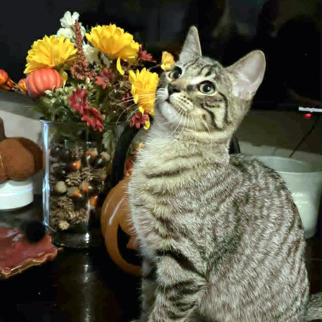 Dyson, a Adoptable Domestic Short Hair in FAIRWAY, KS image 5/6