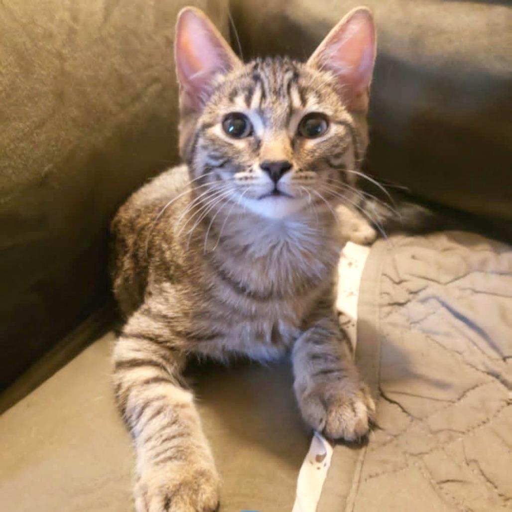 Dyson, a Adoptable Domestic Short Hair in FAIRWAY, KS image 6/6