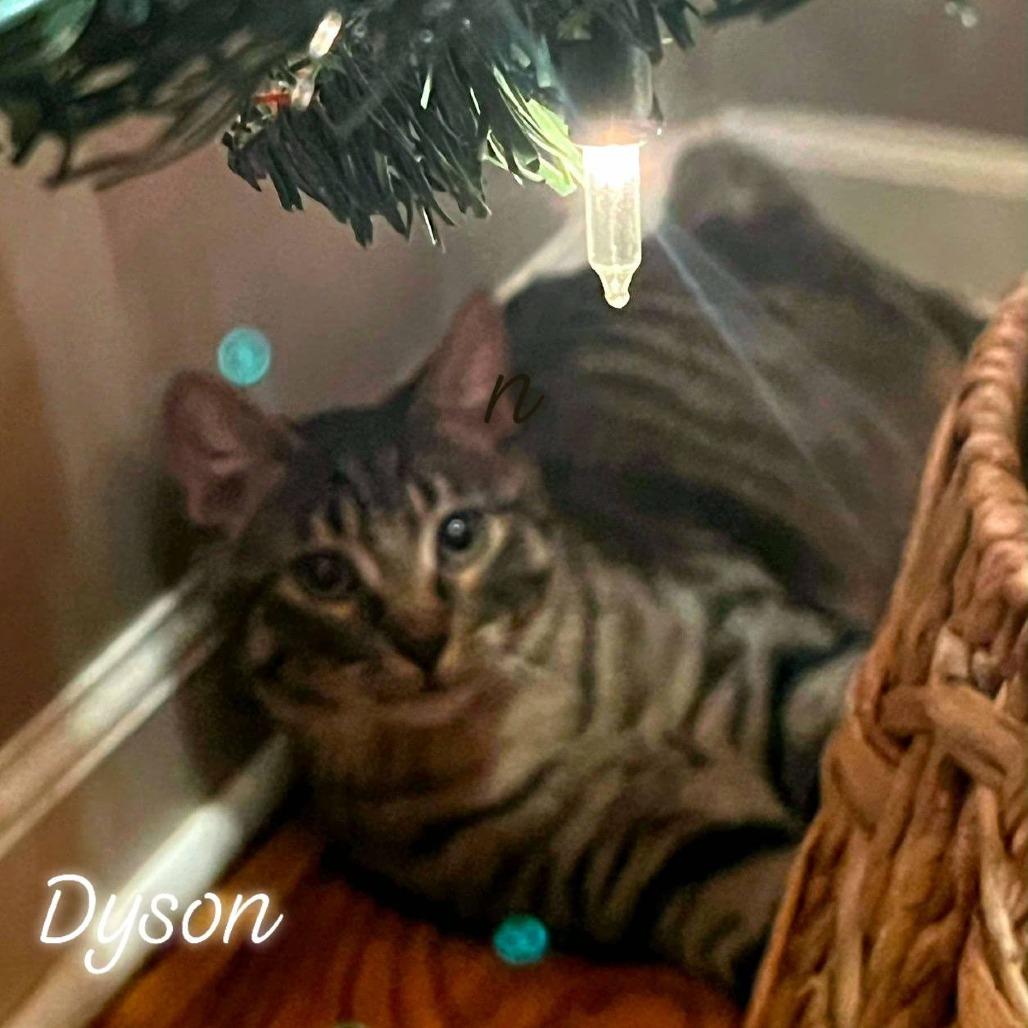 Dyson, a Adoptable Domestic Short Hair in FAIRWAY, KS image 2/6