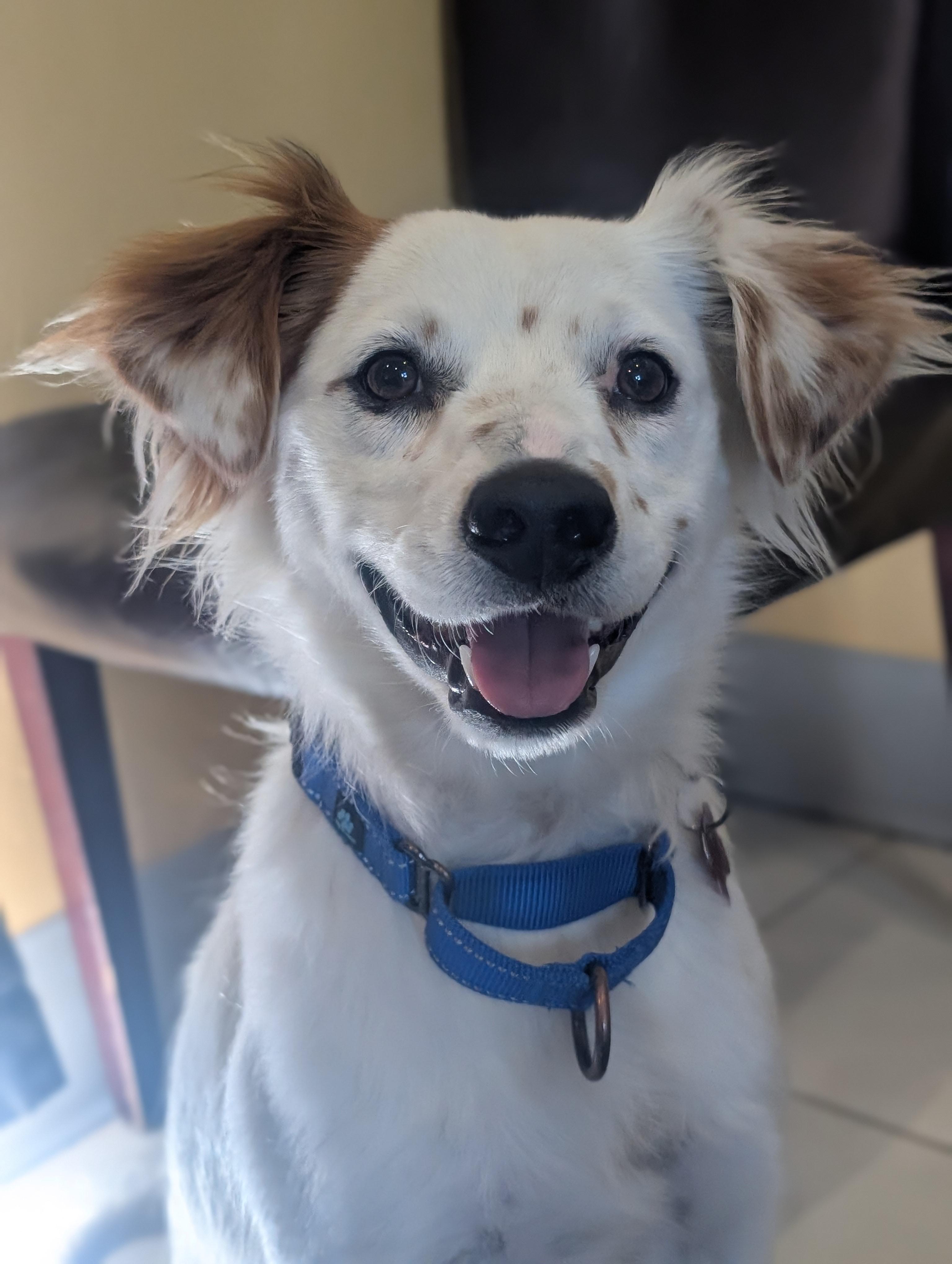 Patches, Young Male Australian Cattle Dog / Blue Heeler