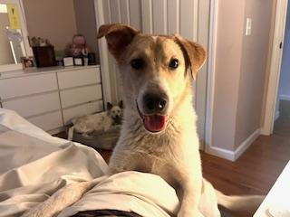 Dax, a Adoptable mixed breed in Manhasset, NY image 2/6