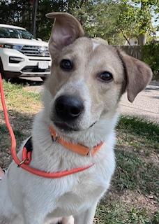 Dax, a Adoptable mixed breed in Manhasset, NY image 3/6