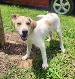 Dax, a Adoptable mixed breed in Manhasset, NY image 6/6
