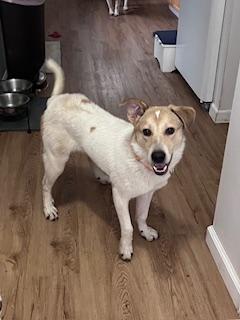 Dax, a Adoptable mixed breed in Manhasset, NY image 5/6