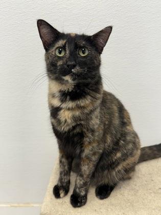 Enlarge Gothel, a Adoptable mixed breed in Washington, IA image 1/2