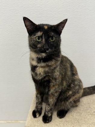 Gothel, a Adoptable mixed breed in Washington, IA image 2/2