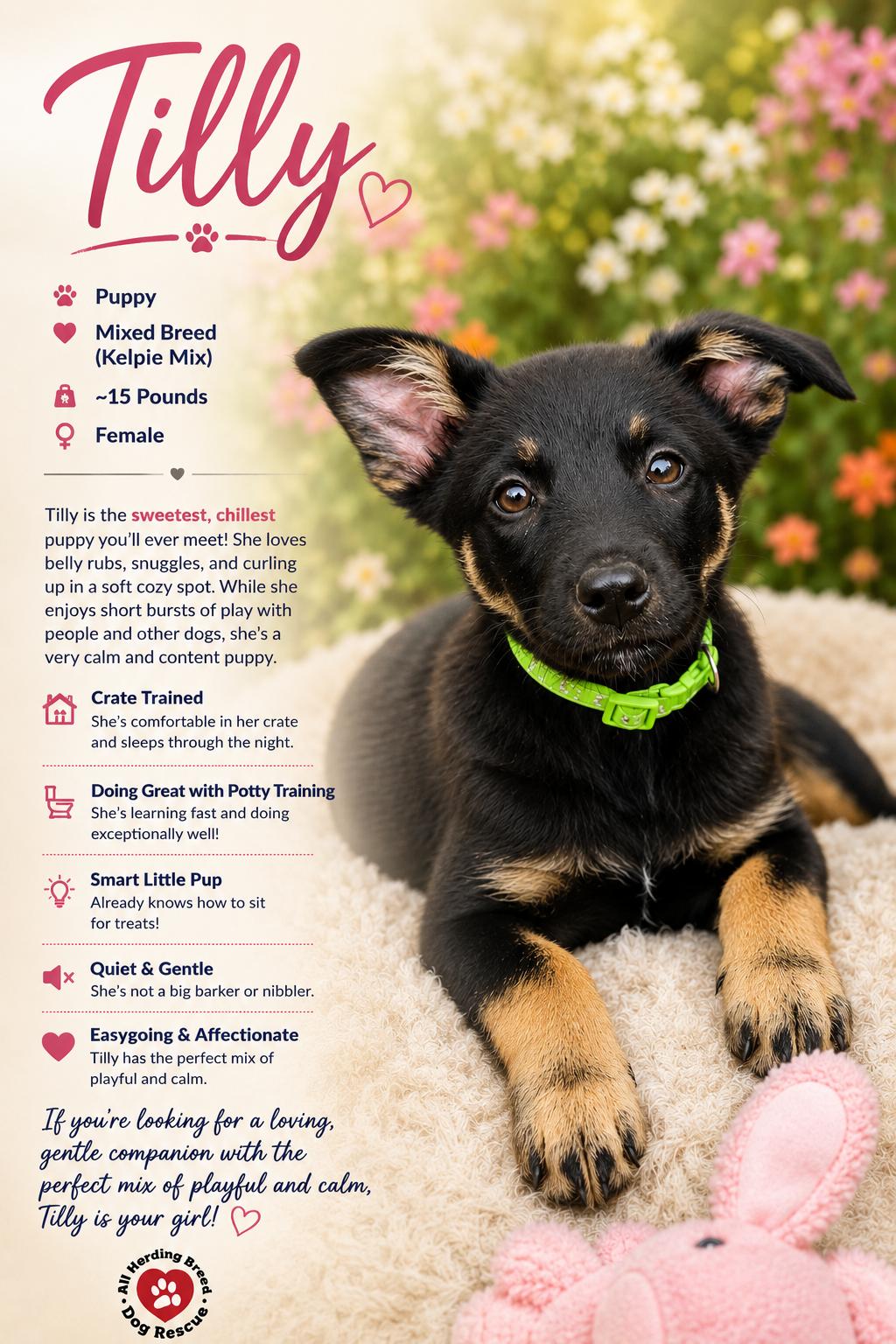 Enlarge Tilly, an adopted mixed breed in Joliet, IL image 2/5