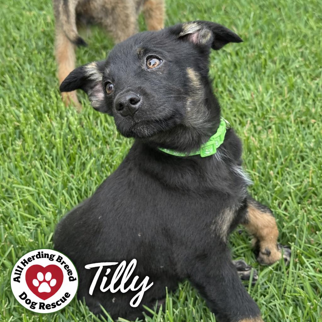 Enlarge Tilly, an adopted mixed breed in Joliet, IL image 5/5