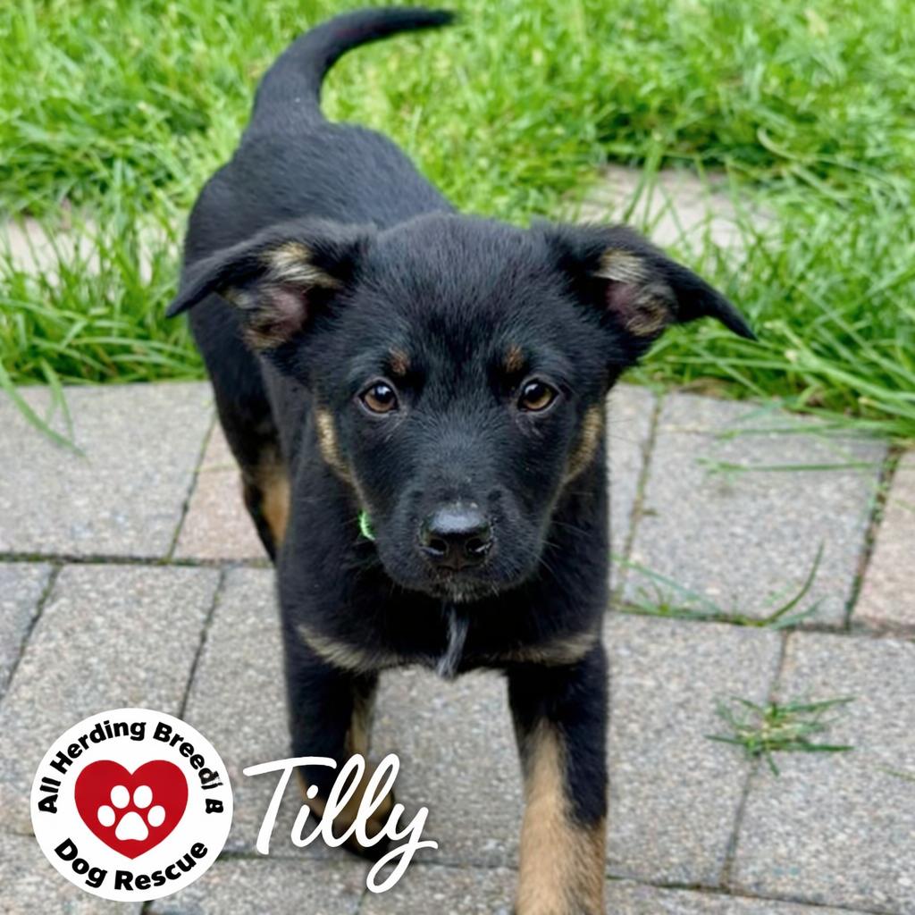 Enlarge Tilly, an adopted mixed breed in Joliet, IL image 4/5