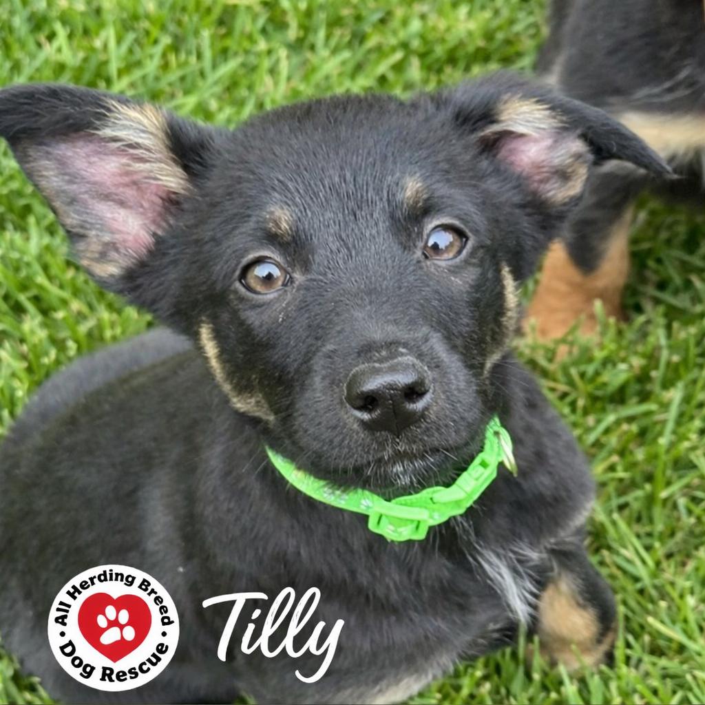 Enlarge Tilly, an adopted mixed breed in Joliet, IL image 3/5