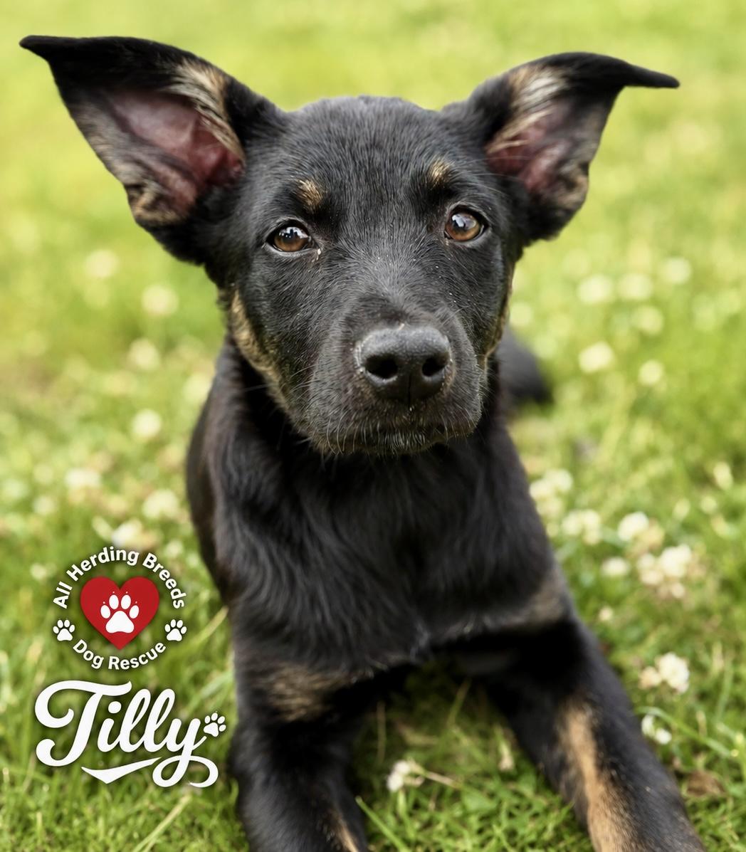 Enlarge Tilly, an adopted mixed breed in Joliet, IL image 1/5