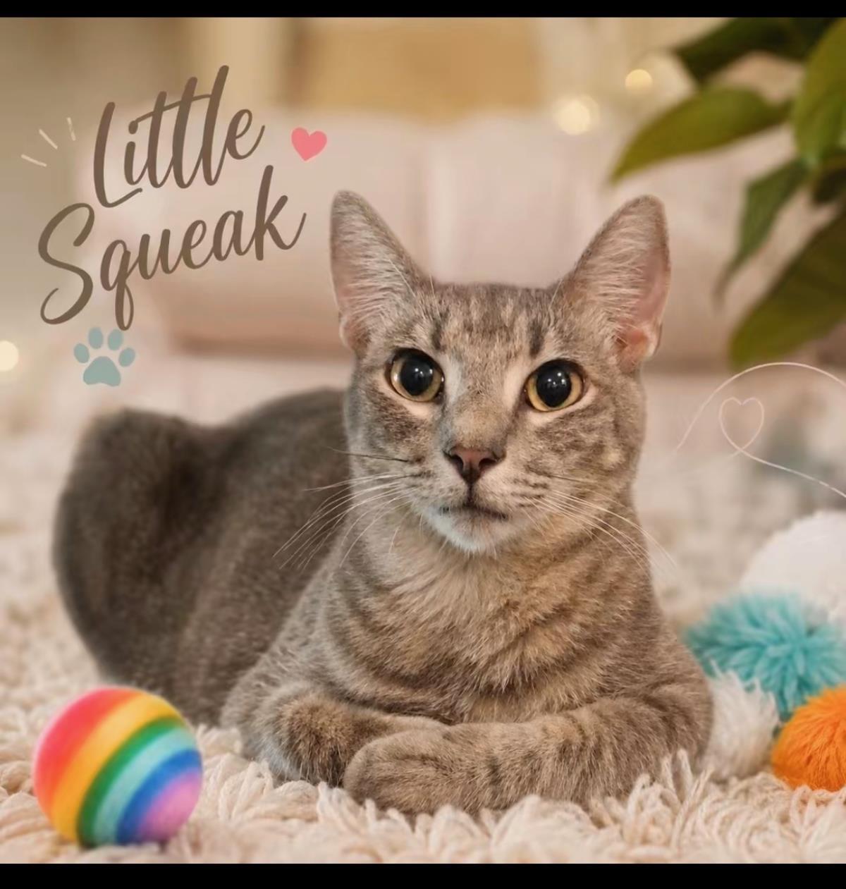 Little Squeak, Adoptable, Young Male Domestic Short Hair.