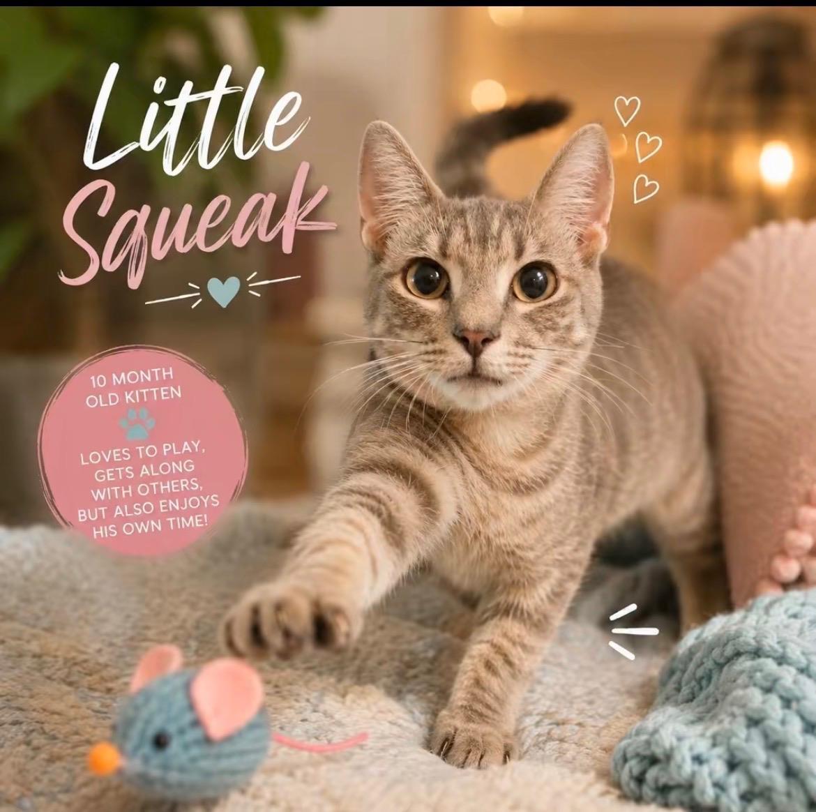 Little Squeak, a Adoptable mixed breed in St. Augustine, FL image 2/2