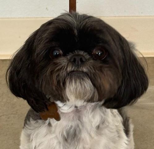 Bailey, adopted, Adult Female Shih Tzu.