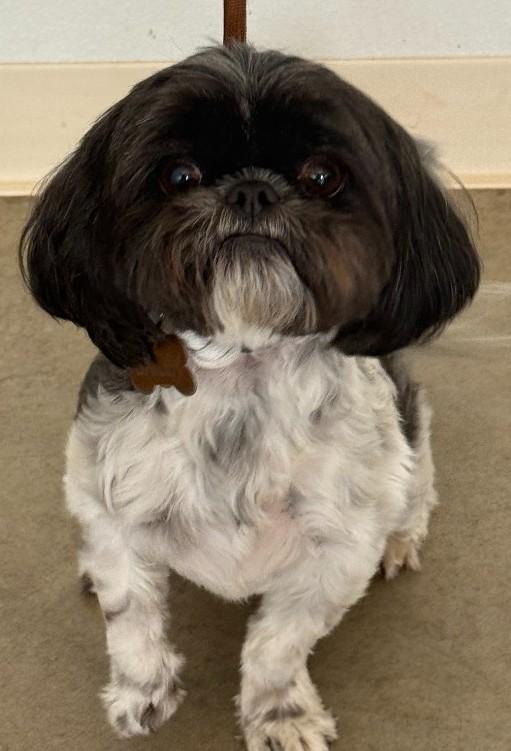 Bailey, an adopted Shih Tzu in Sterling, CO image 2/2