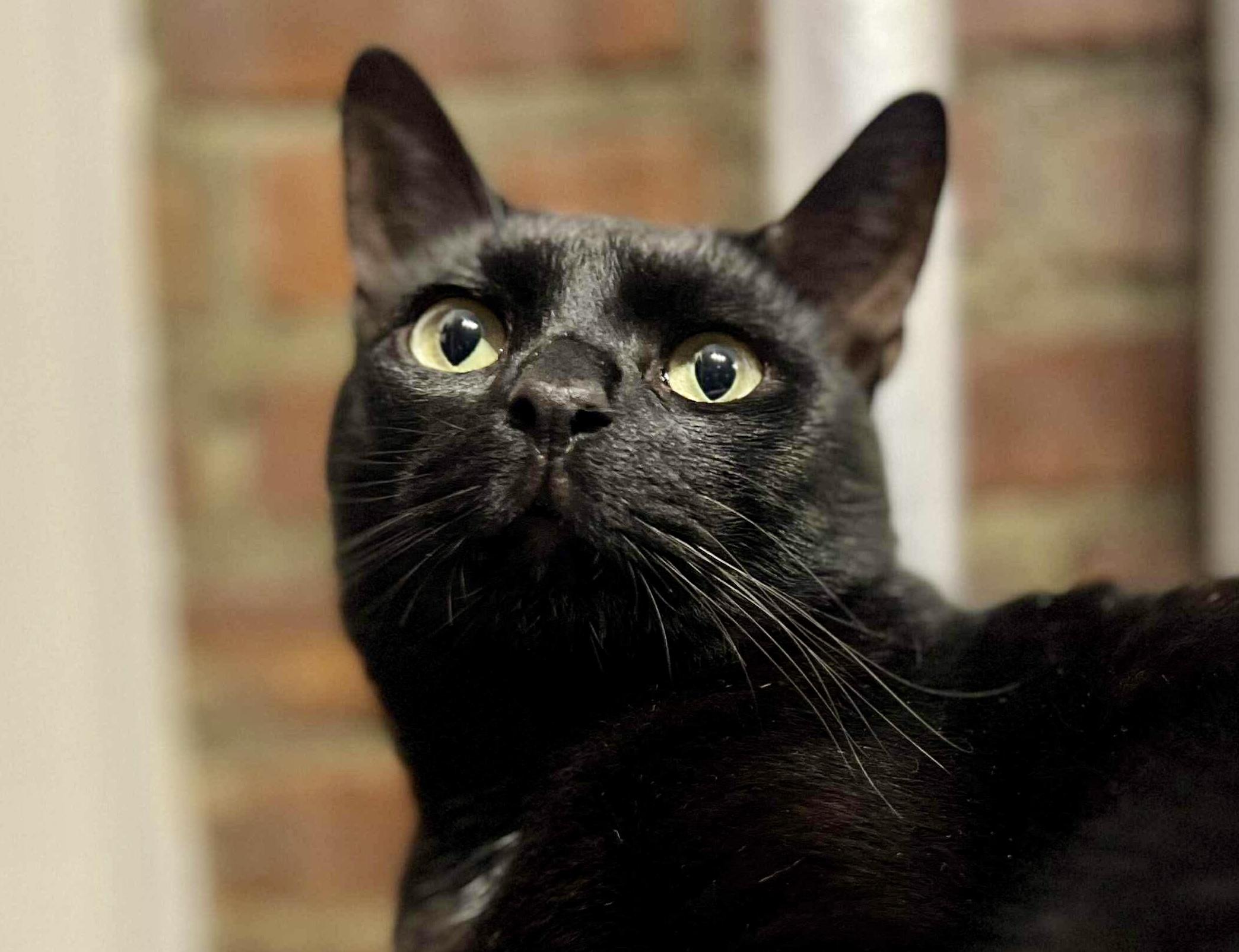 Java, Adult Male unknown